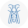 Halesowen Wasp Nest Removal